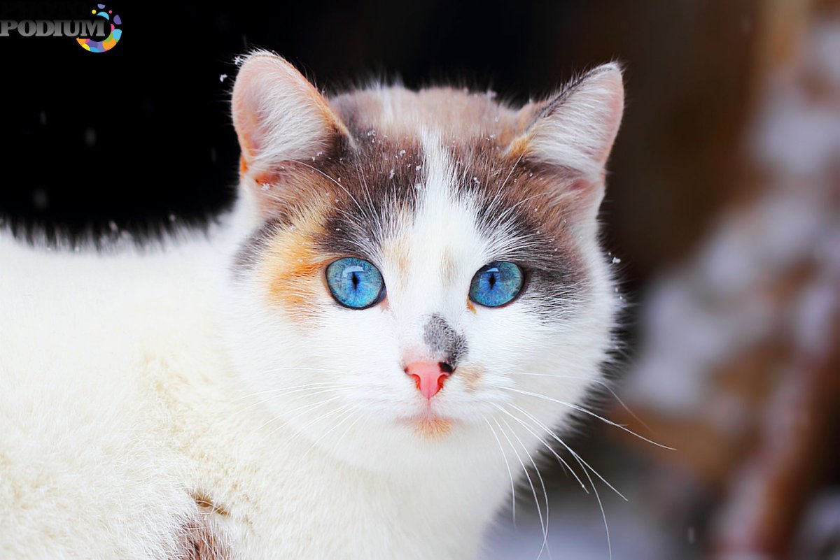 Беспородистые кошки