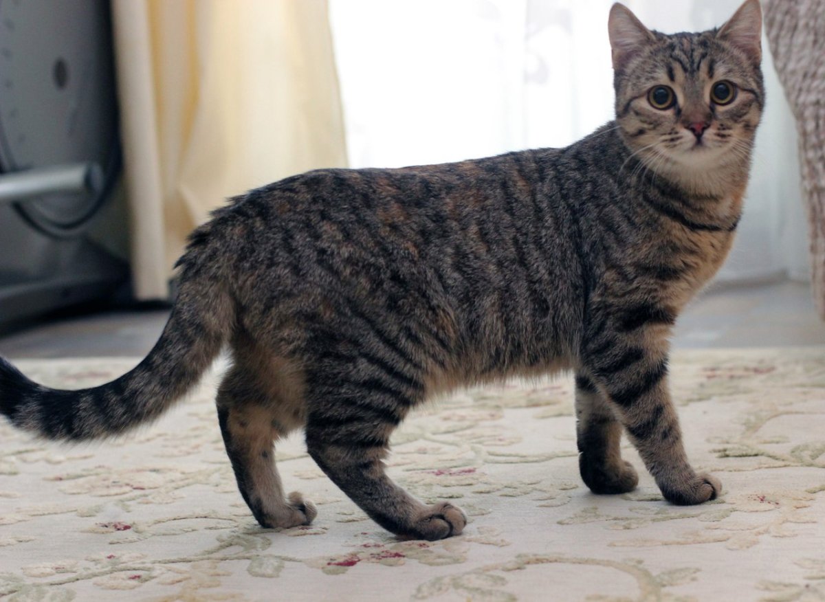 Абиссинская кошка