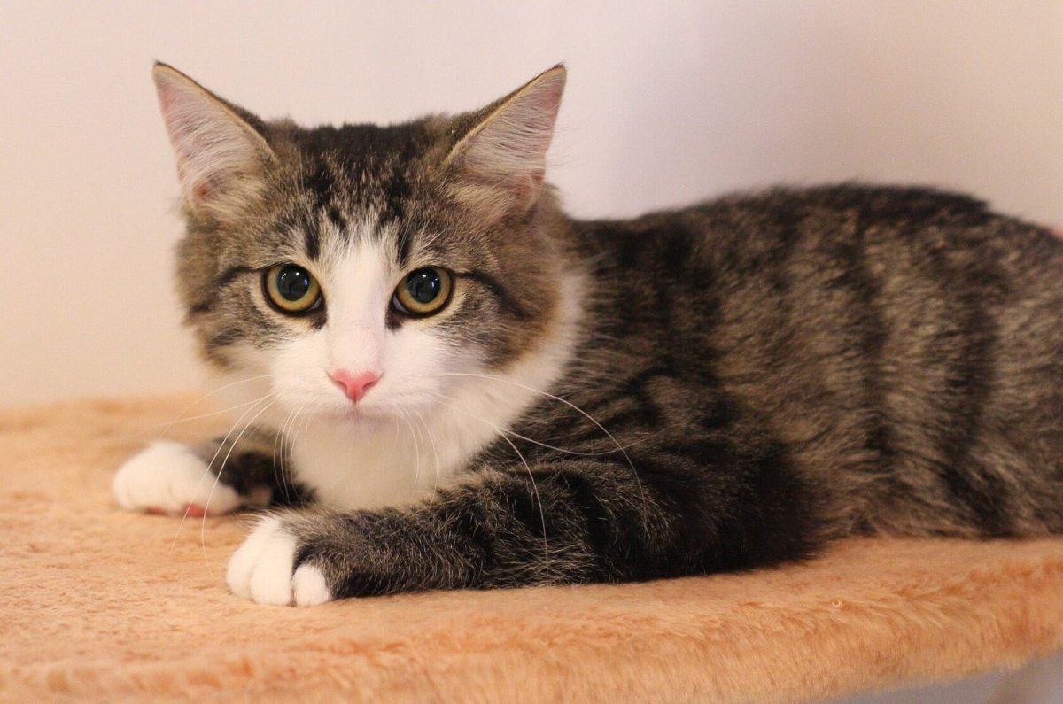 Котик на природе