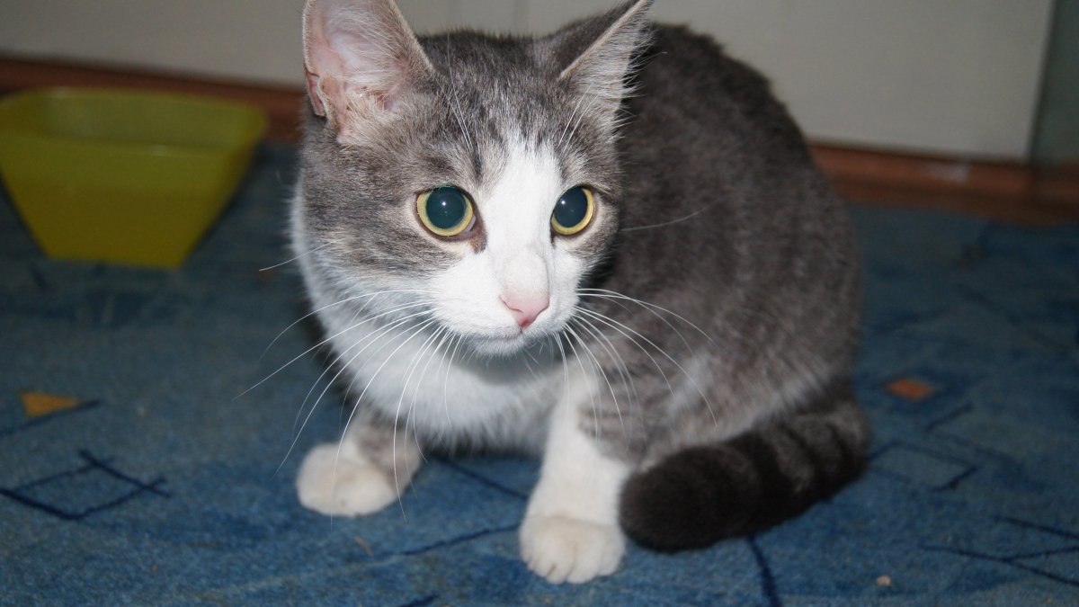 Порода кошек дворовая полосатая серая