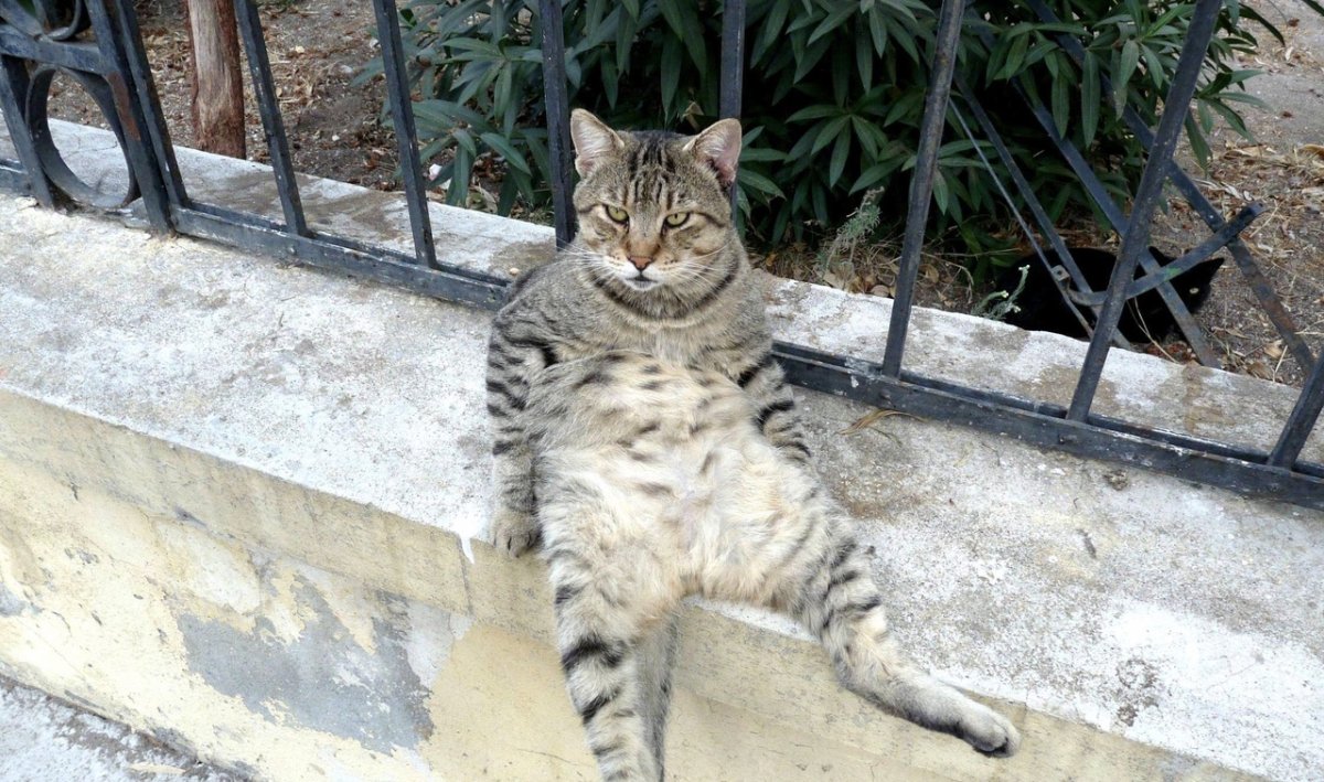 Голубой биколор европейская короткошерстная