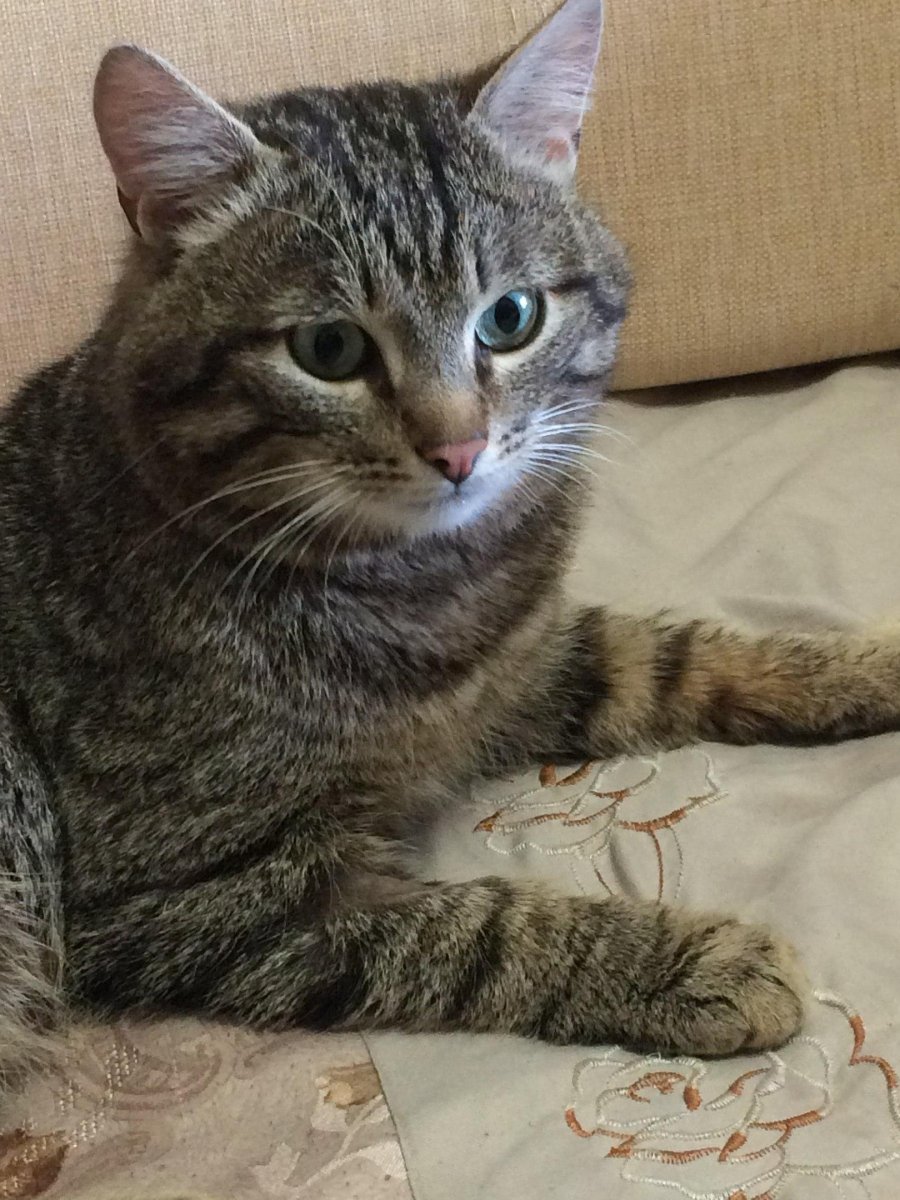 Кошка Венера Химера мутагенез