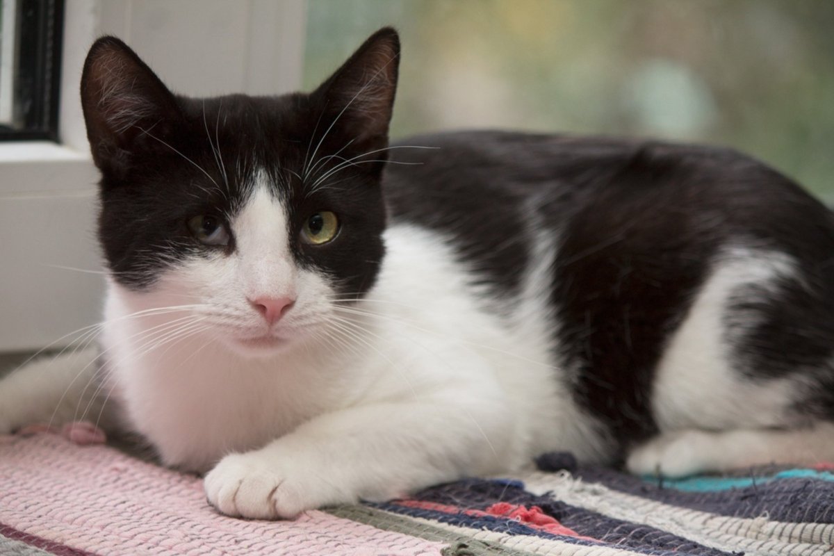 Гигантские кошки