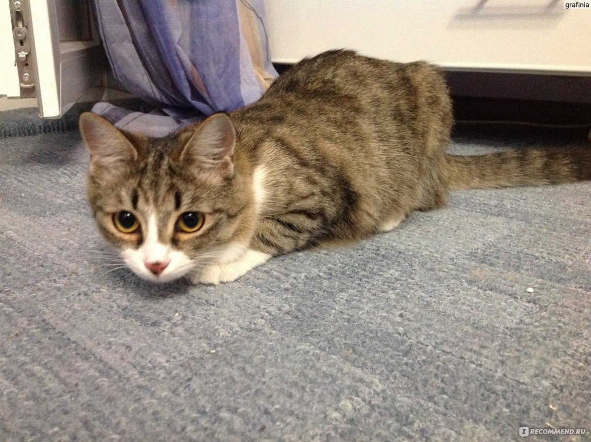 Беспородные кошки дворняги