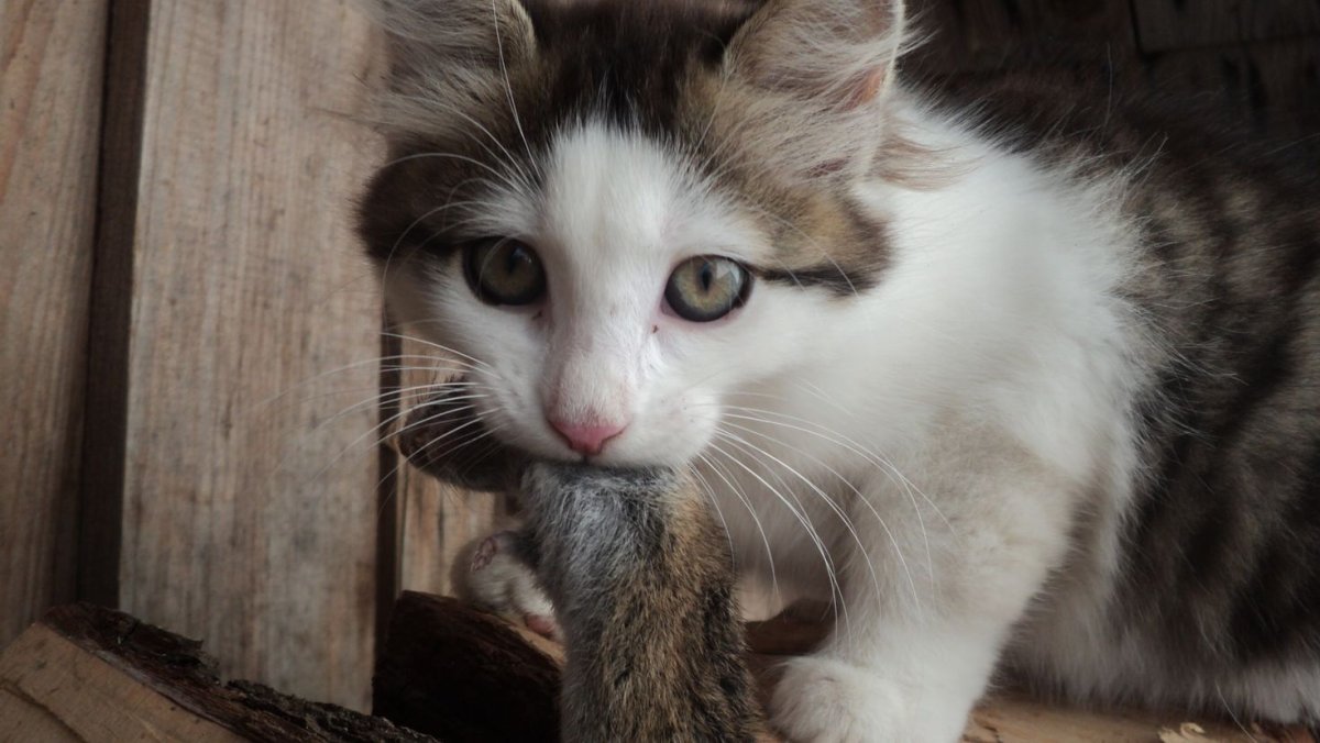 Котята дворняжки