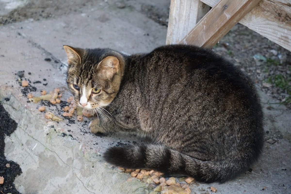 Красивые беспородные кошки