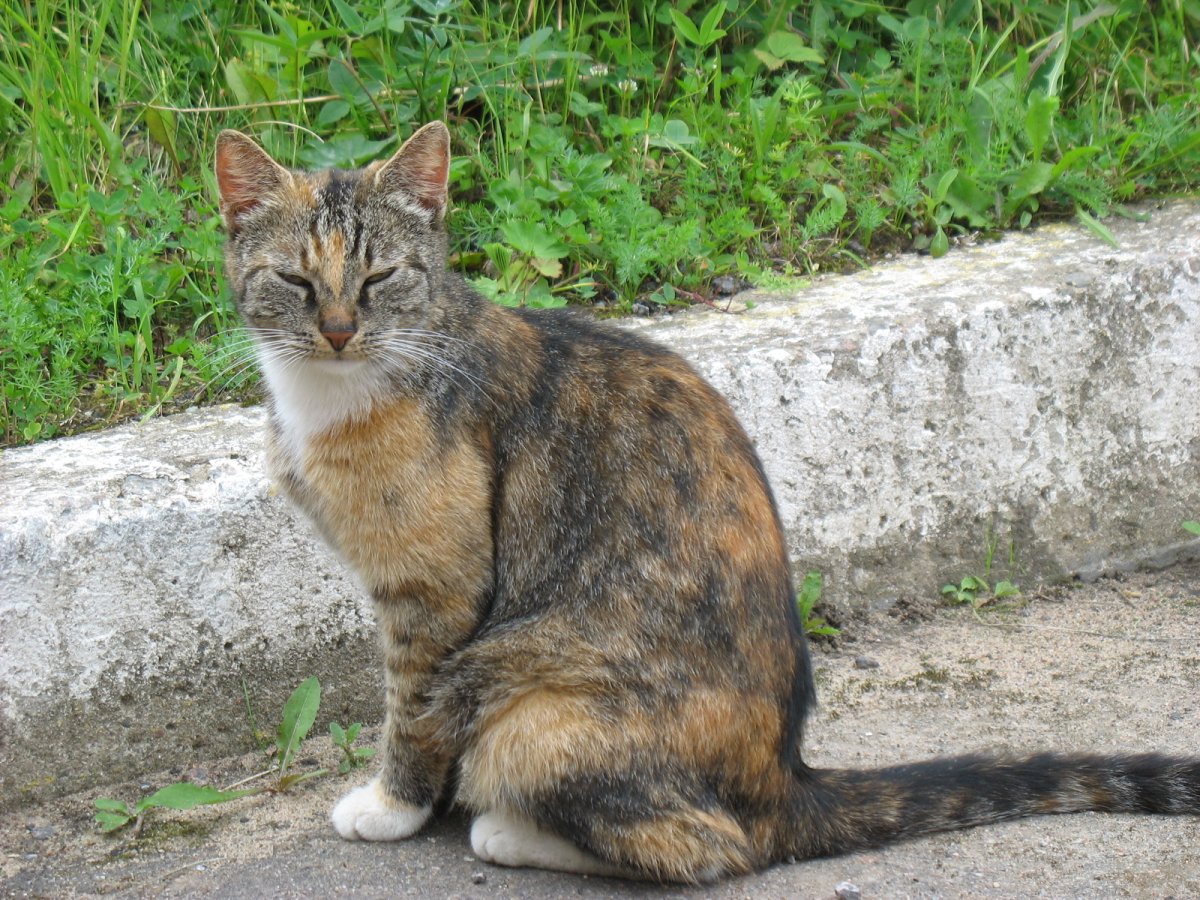 Коты обычные дворовые