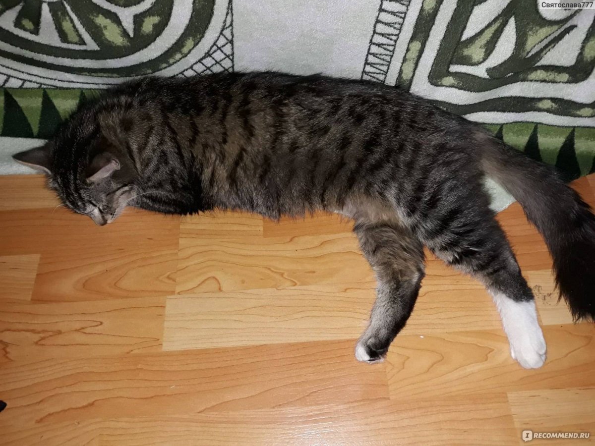 Прикольные кошки