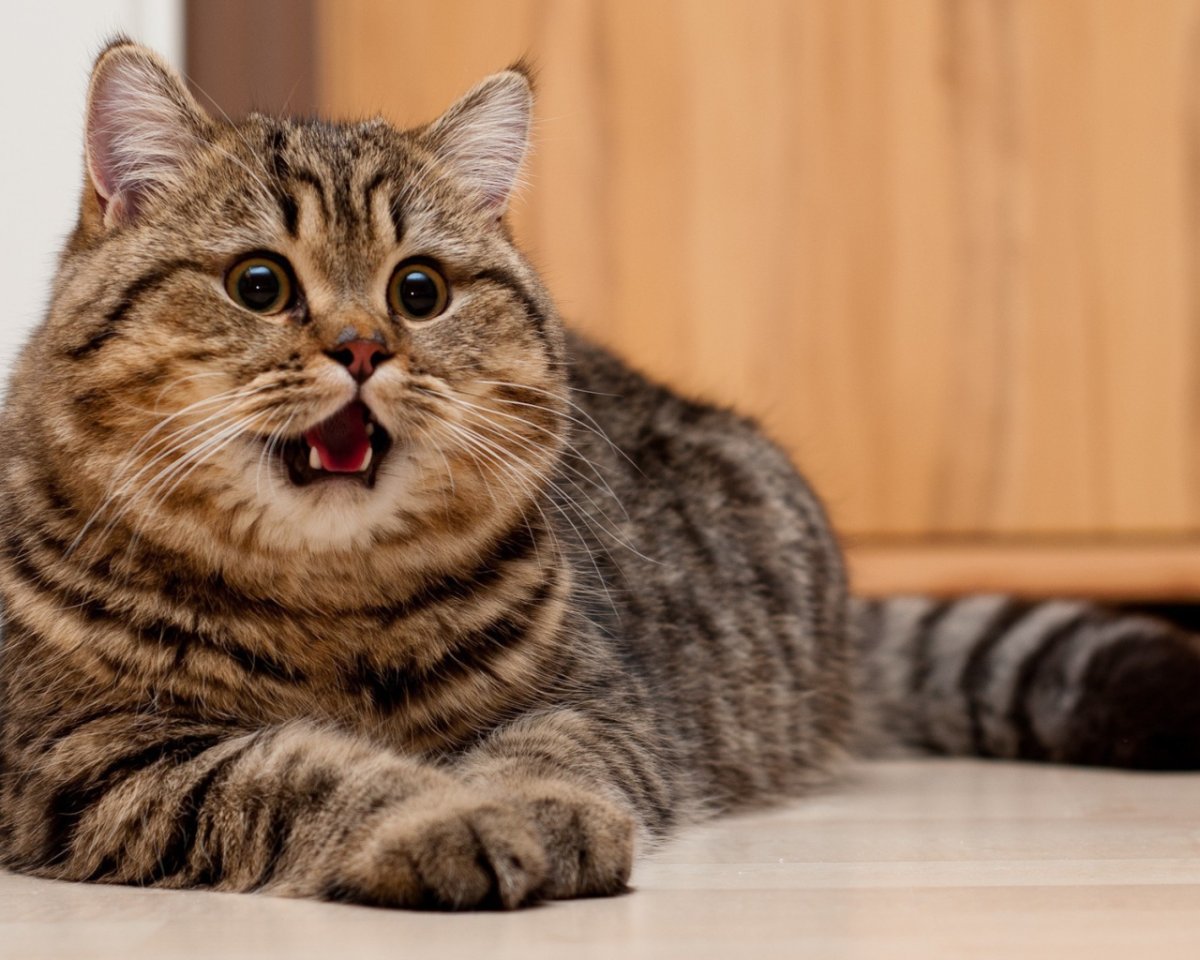 Серо белая кошка