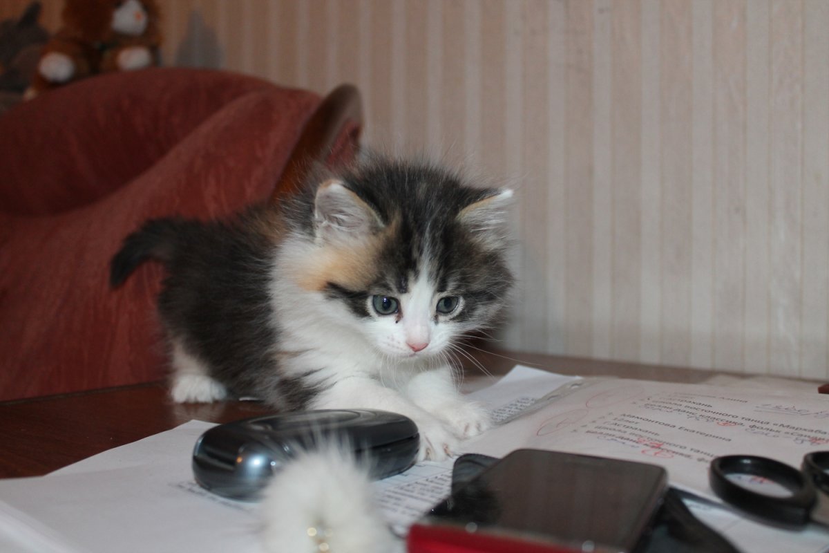 Тэбби Кэт порода