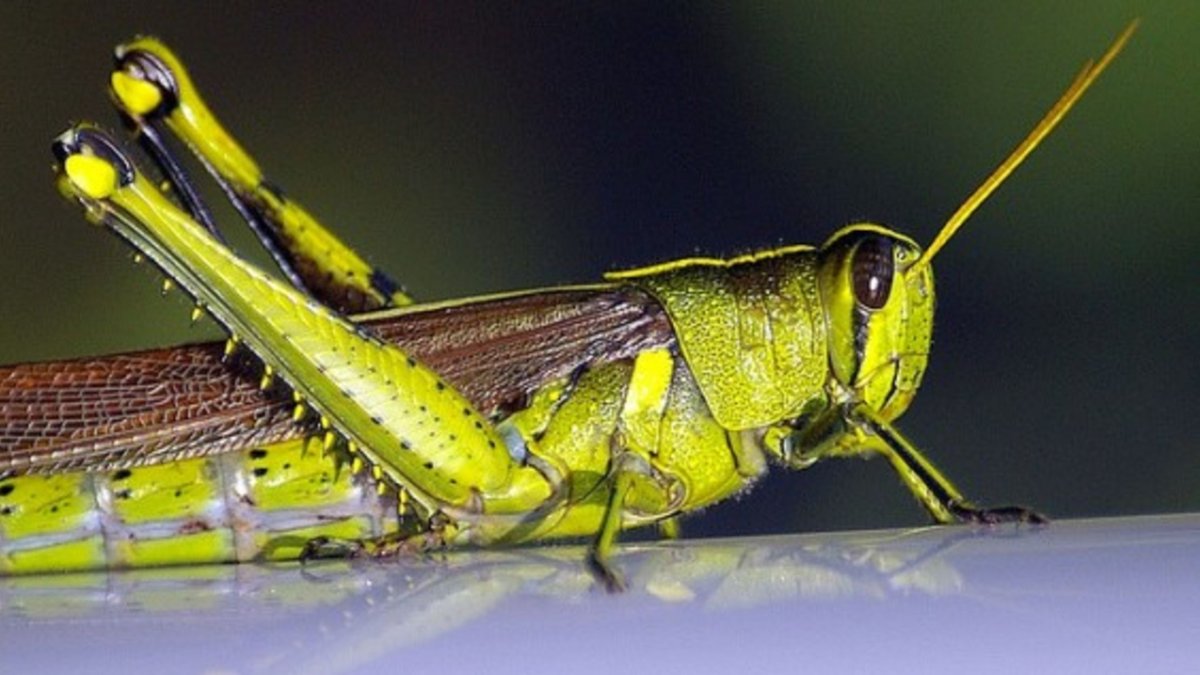 Конечности кузнечика