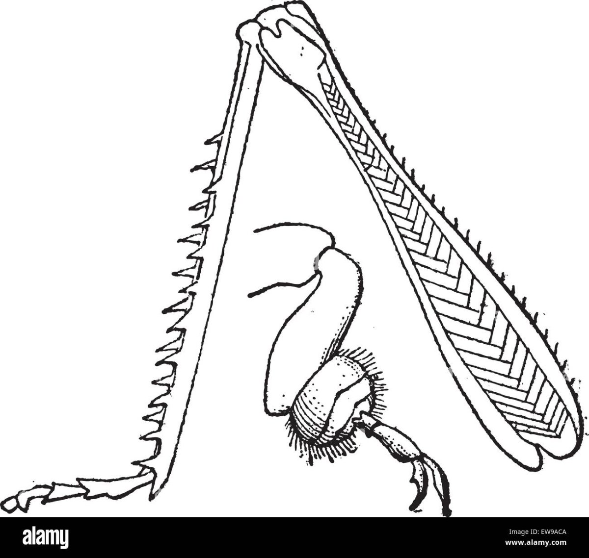 Конечности кузнечика