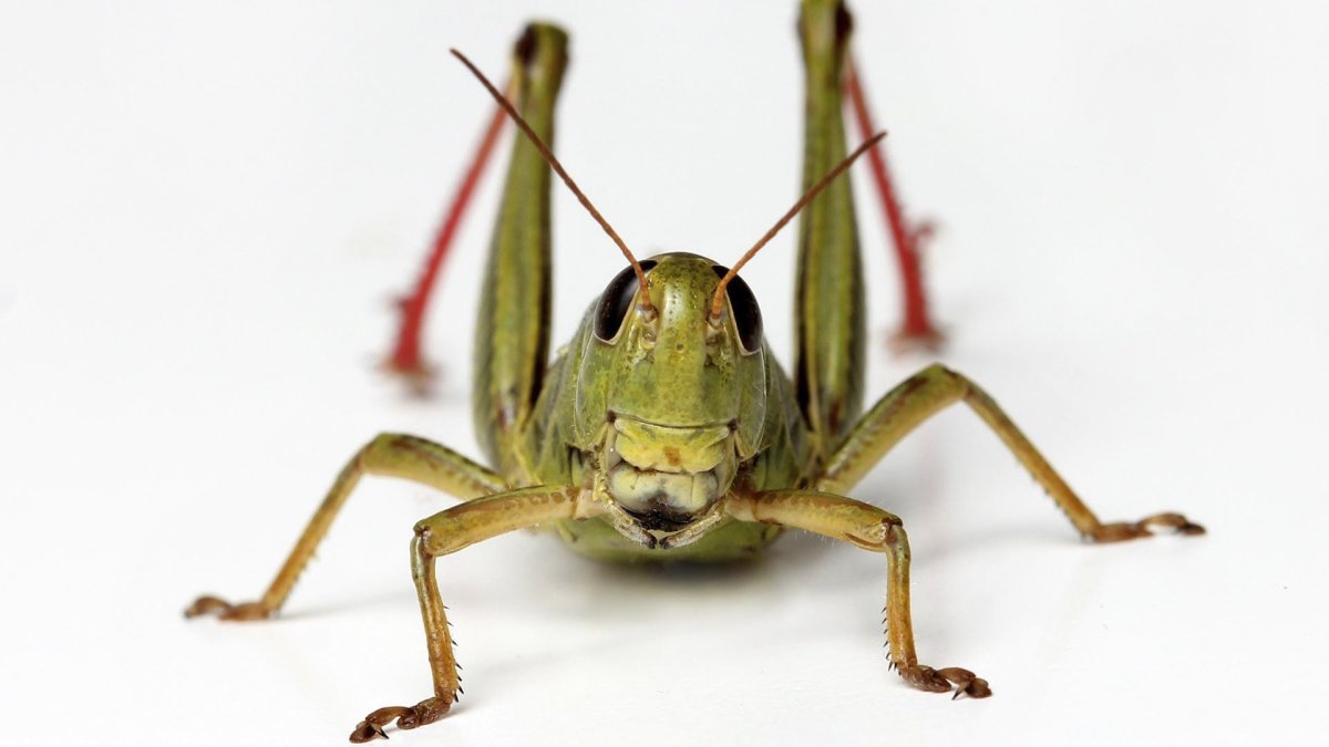Кузнечик сверху