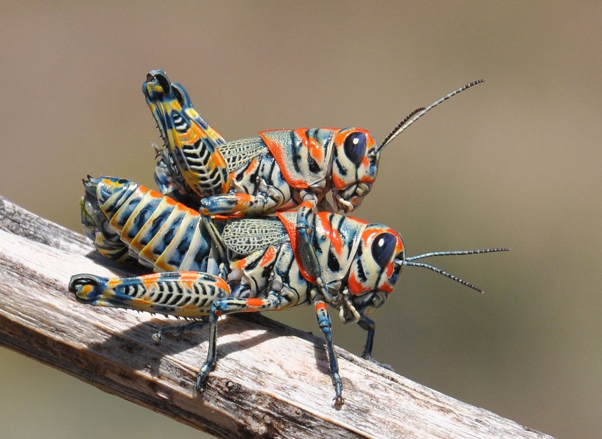 Радужные Кузнечики