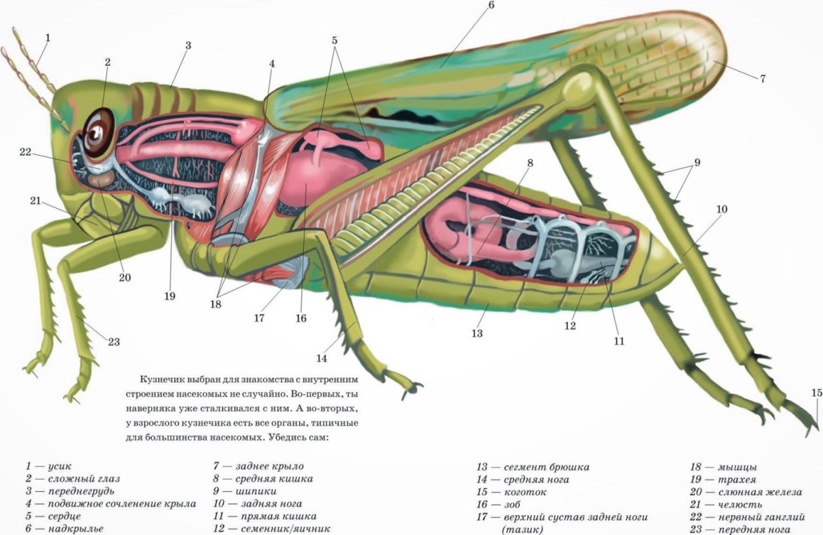 Строение прямокрылых насекомых Саранча