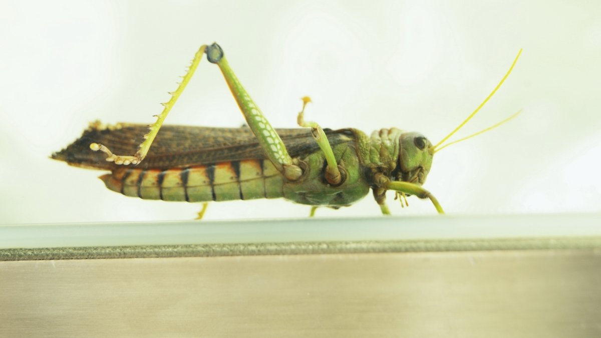 Лапки саранчи