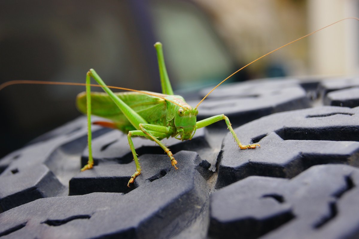 Grasshopper («кузнечик», 1946).