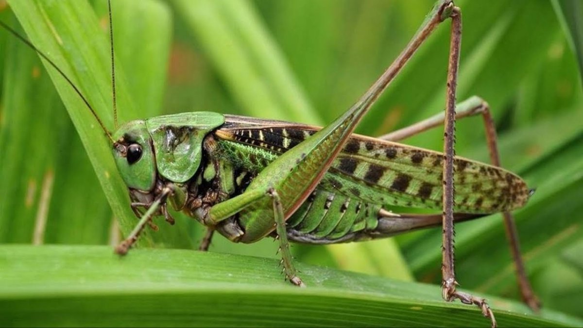 Дальневосточный кузнечик