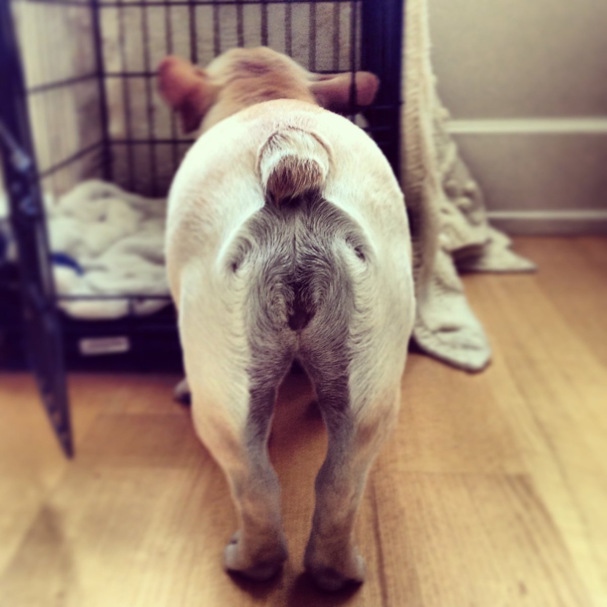 Морская Свинка Болдуин