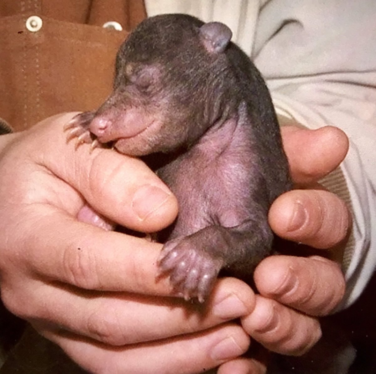 Очковый медведь лысый