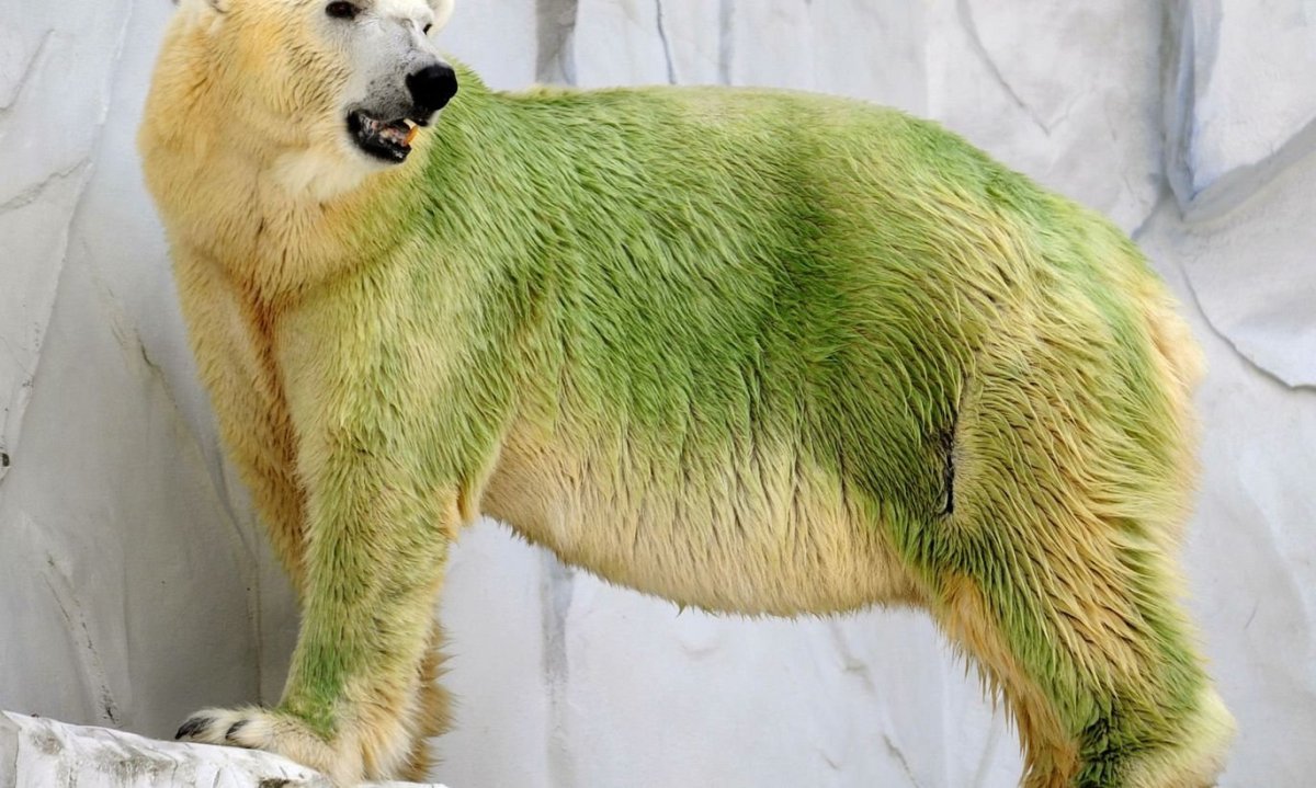 Медведь с длинным языком