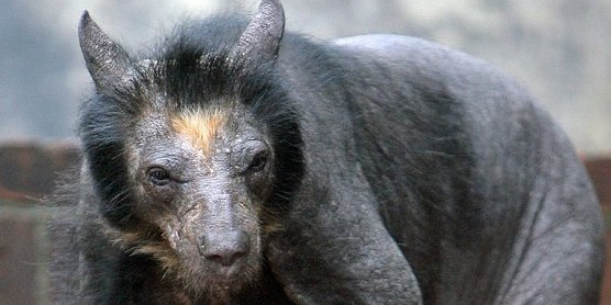 Лысый енот полоскун