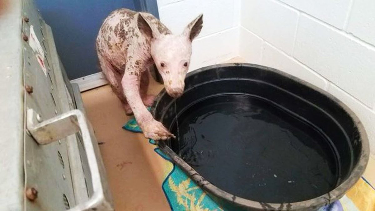 ГРОЛАР (Полярный Гризли)