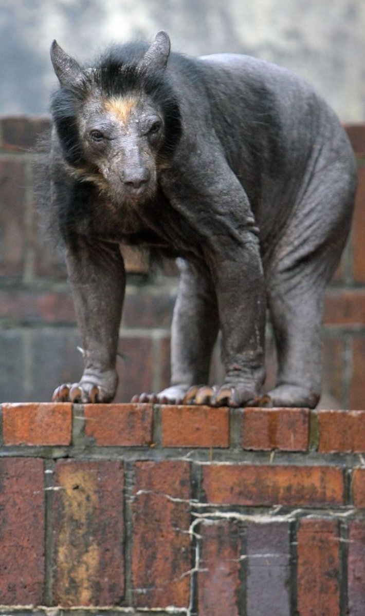 Чупакабра козий вампир