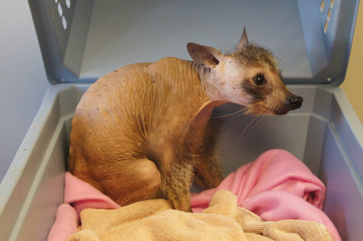 Ричард КОРБЕН комиксы