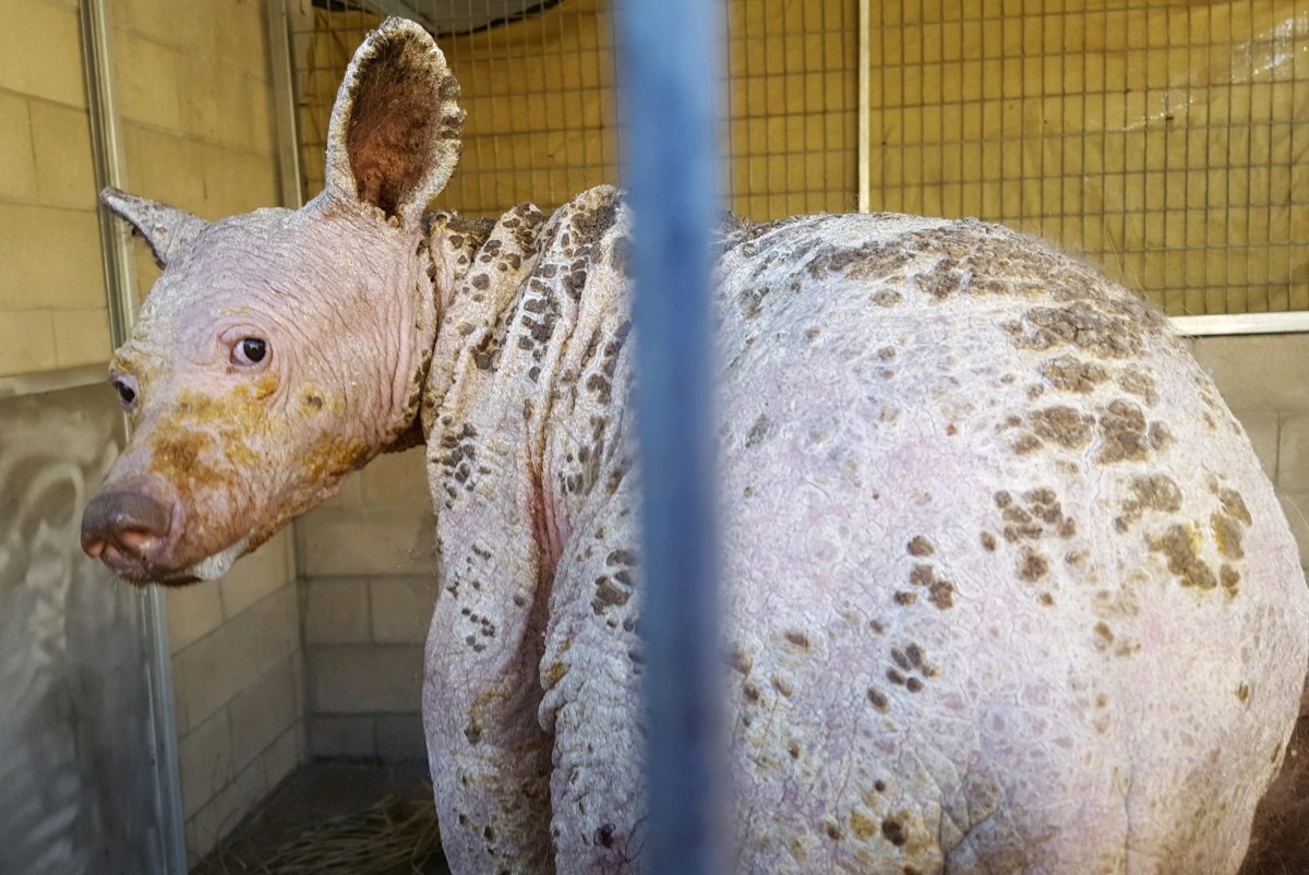 Животное без шерсти