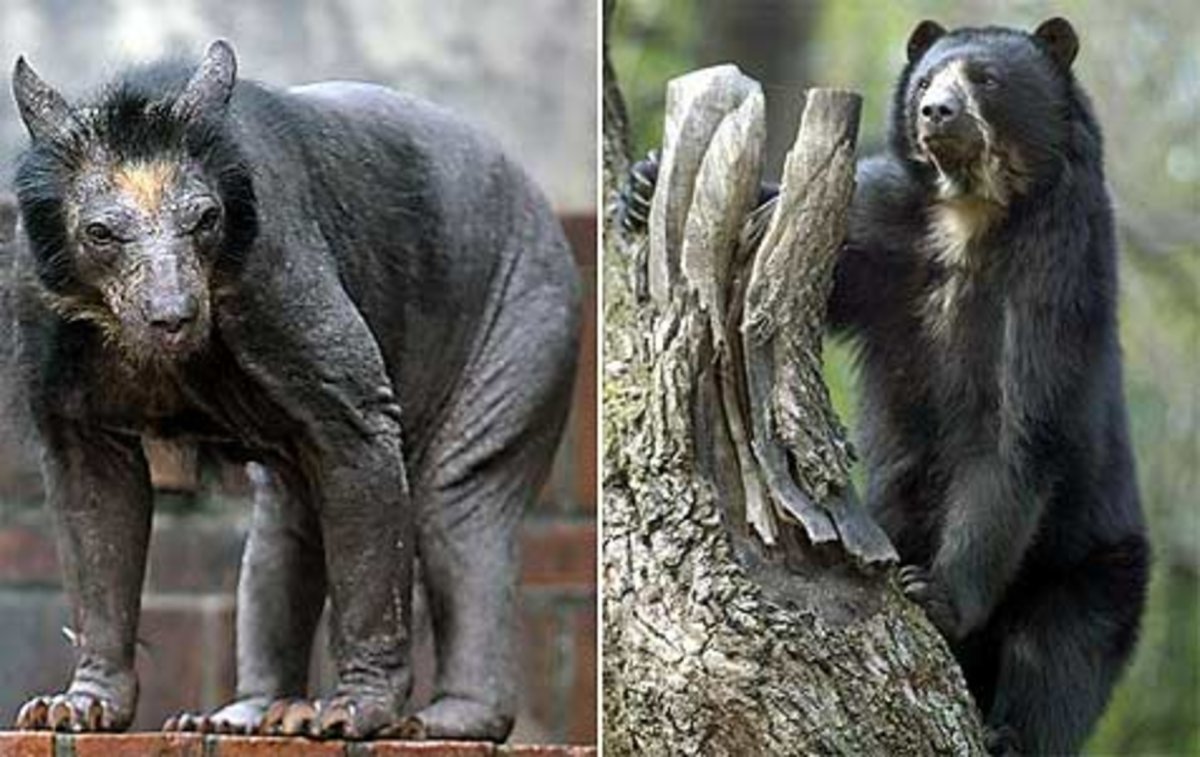 Авиамедведь Мансур