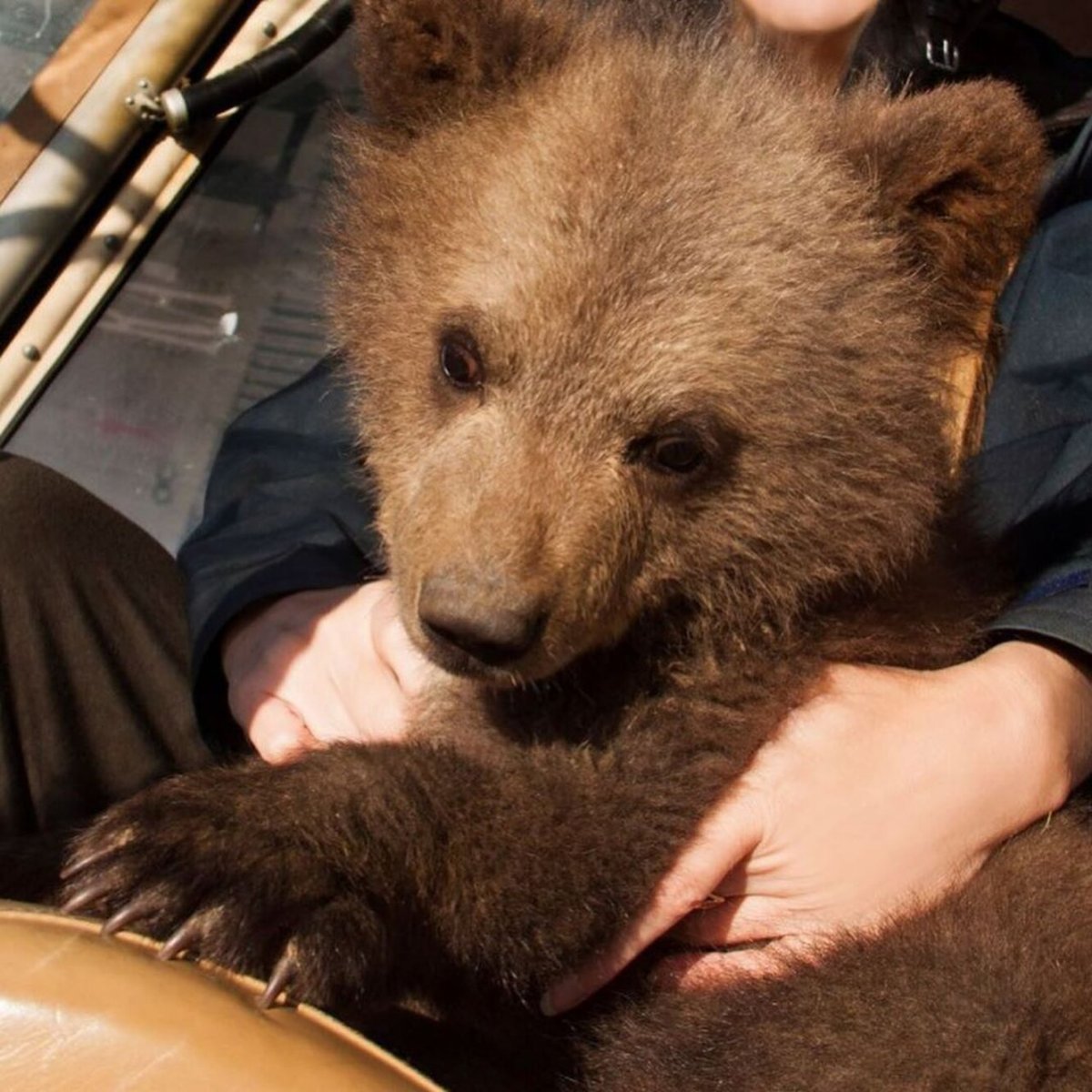 Малайский медведь бируанг и человек