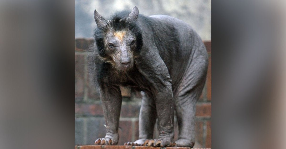 Огромные когти медведя