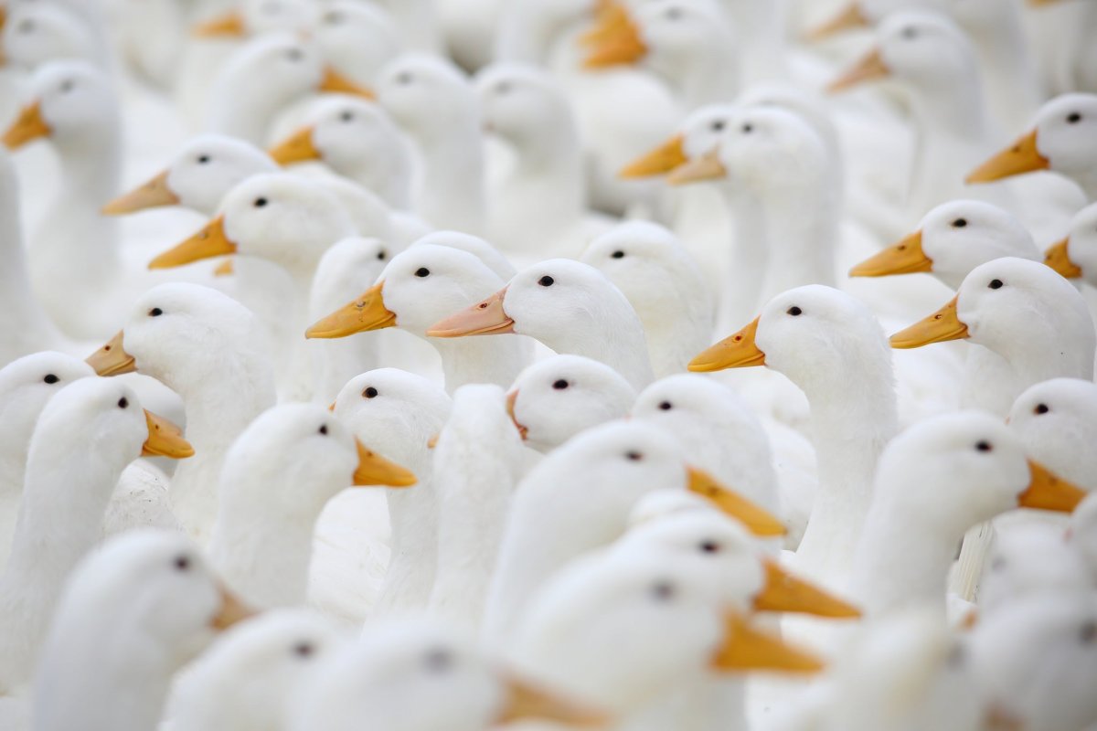 Обои с гусями