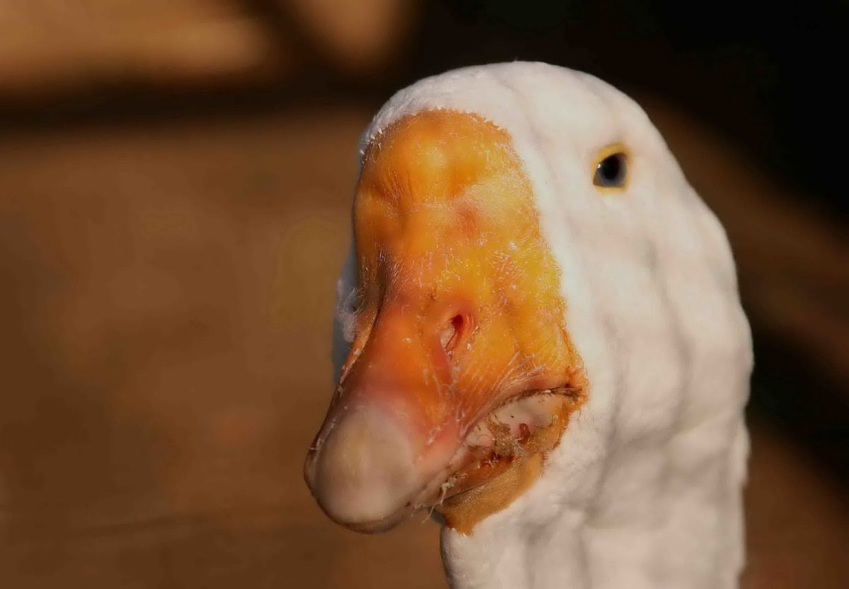 Лицо гуся