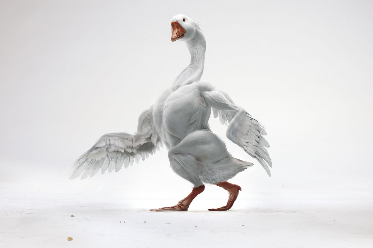 Смешной Гусь