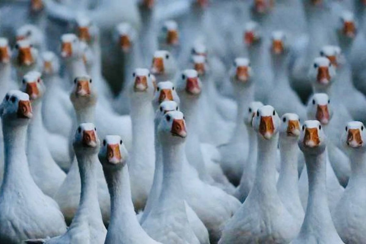 Много гусей