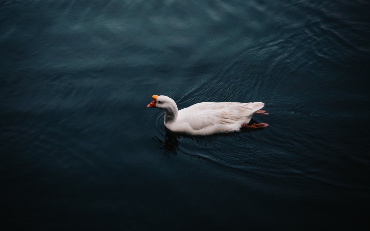 Обои с гусями