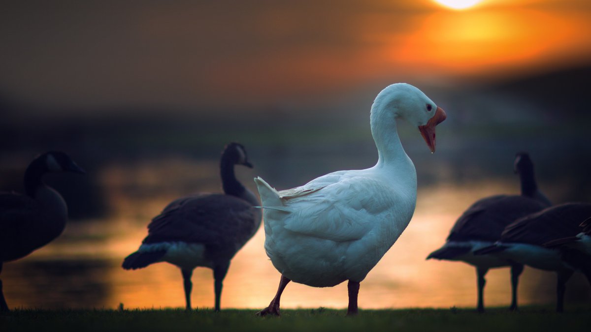 Гусь заставка