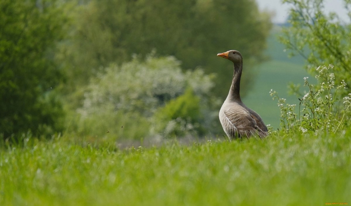 Гусь подозревает