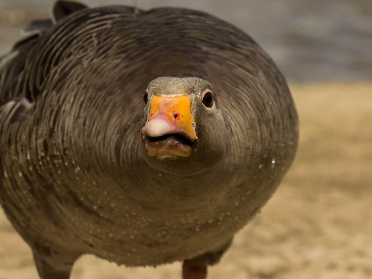 Шипящий Гусь