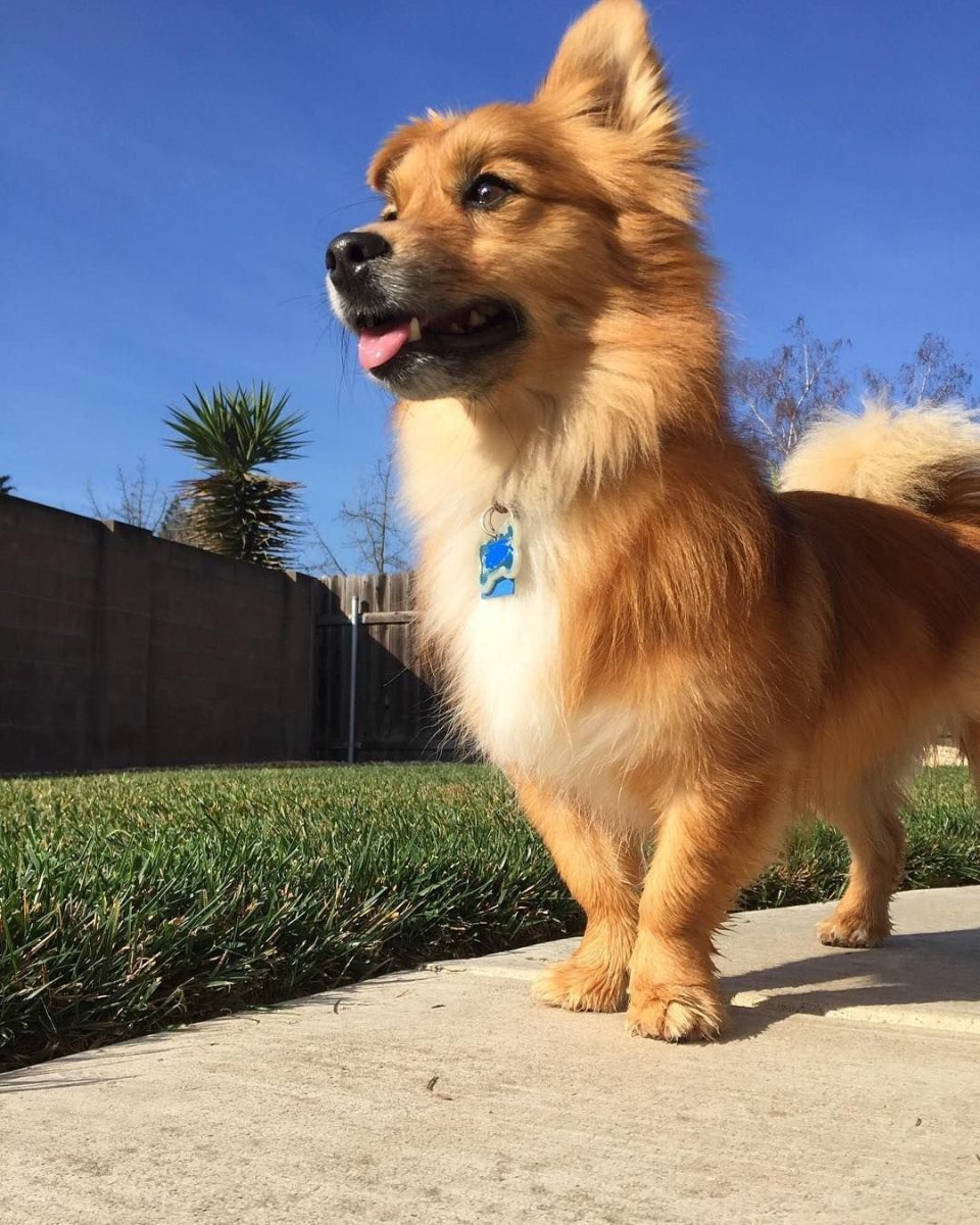 Сиба ину и корги