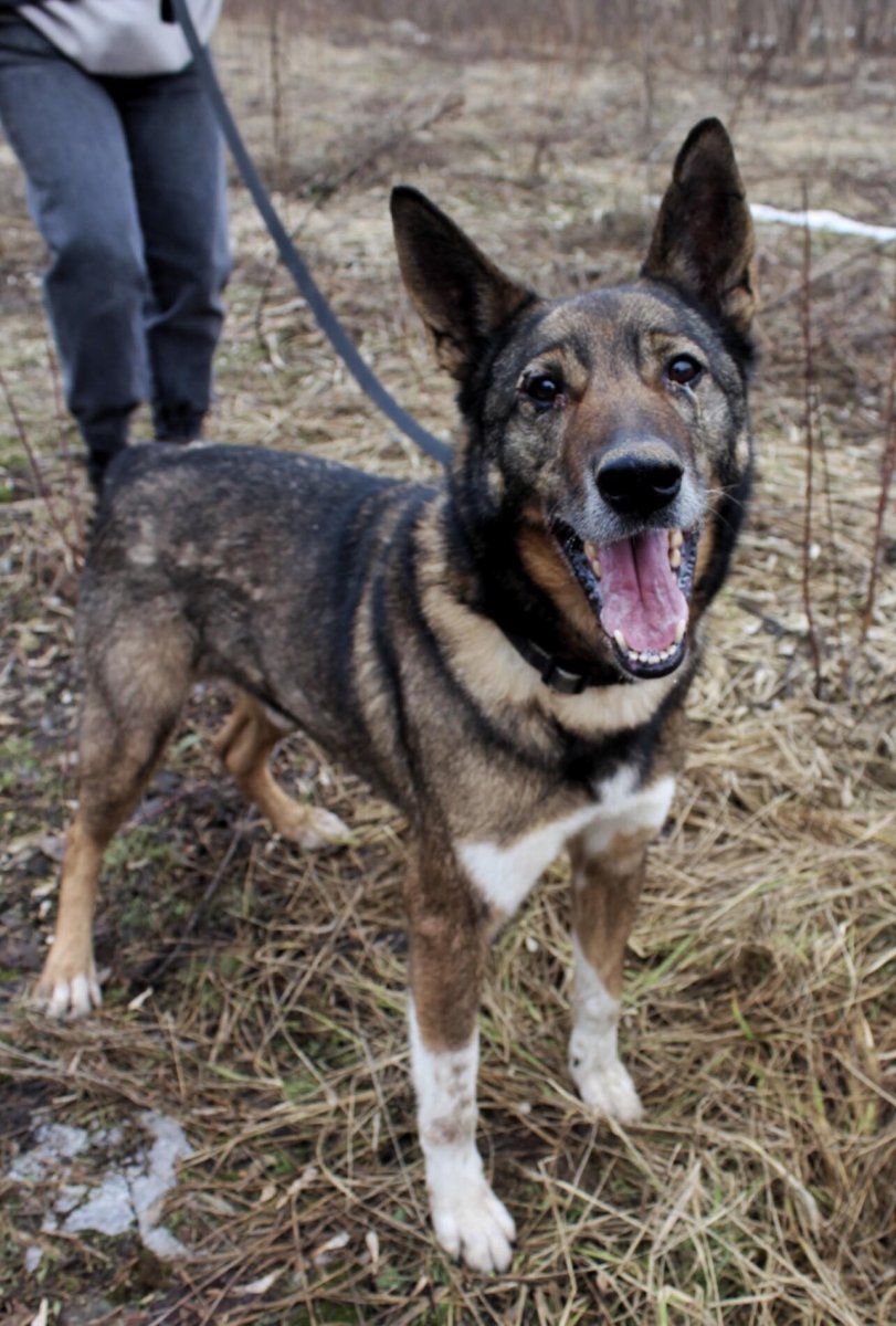 Корги собака метис