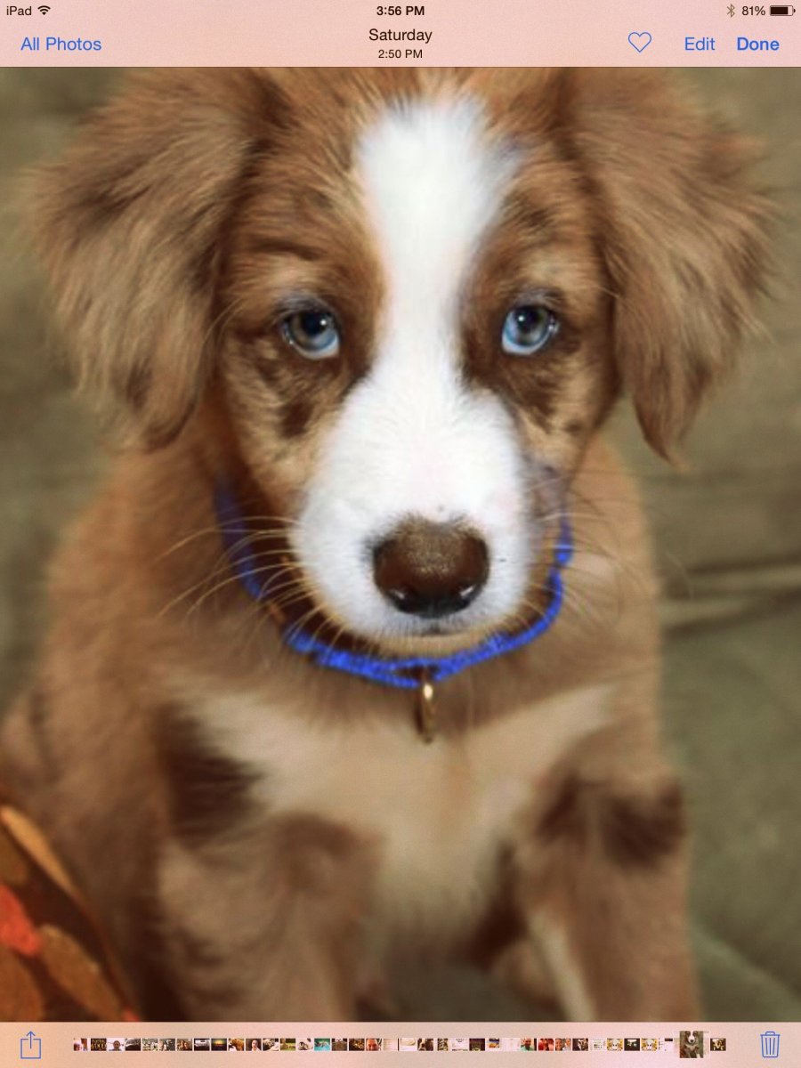 Помесь Джек Рассела