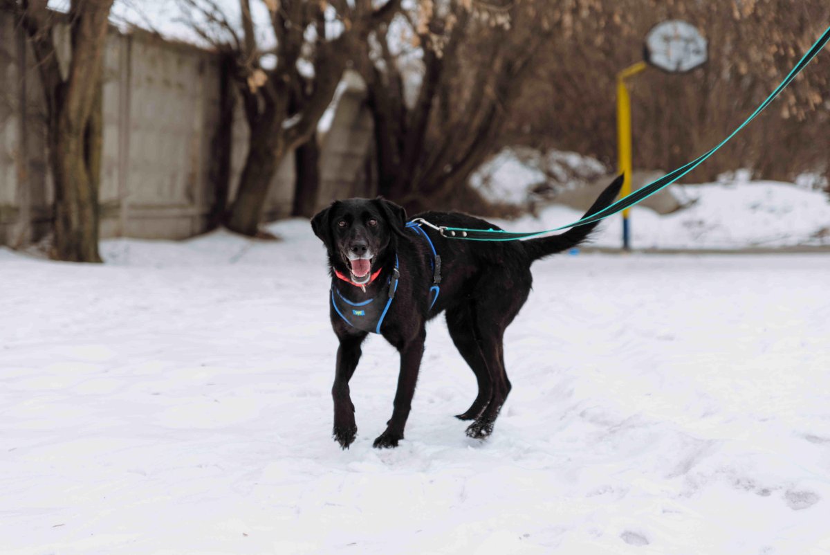 Американский сиба ину