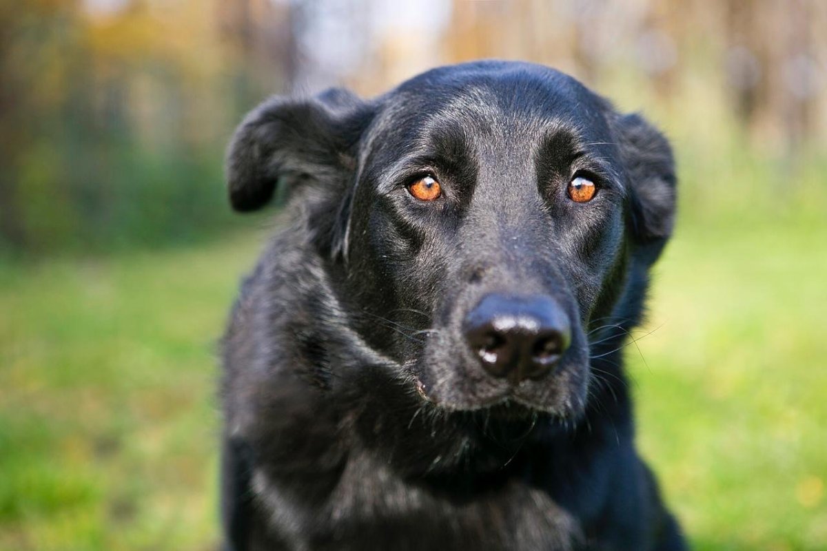 Помесь хаски и лабрадора