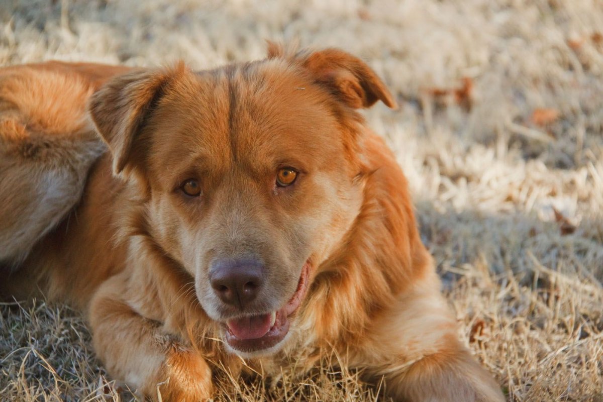 Метис бордер колли