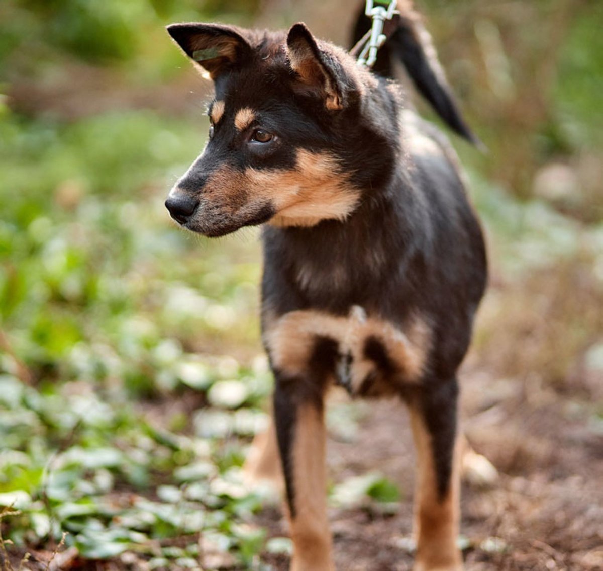 Метис вельш корги