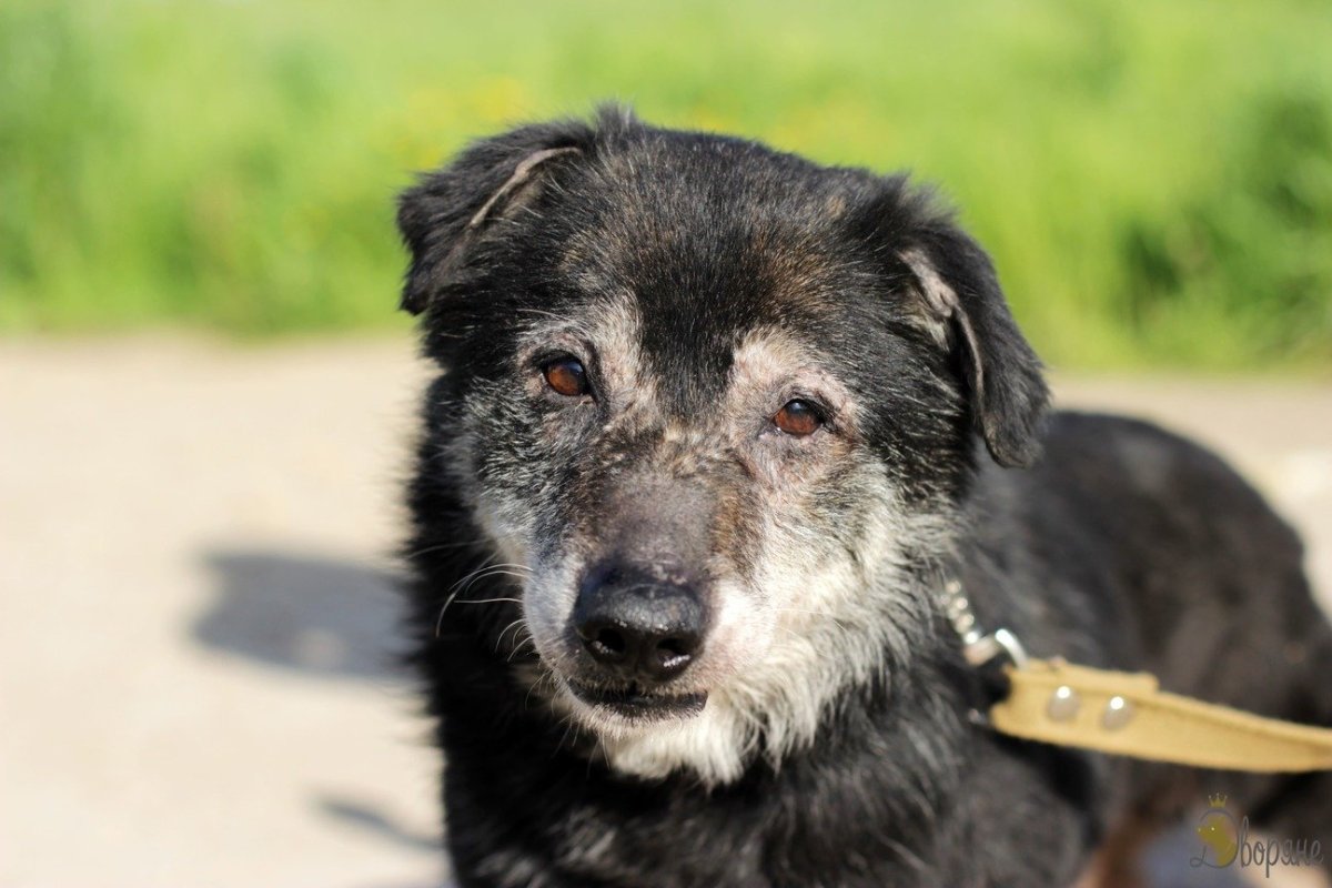Собаки метисы средних пород