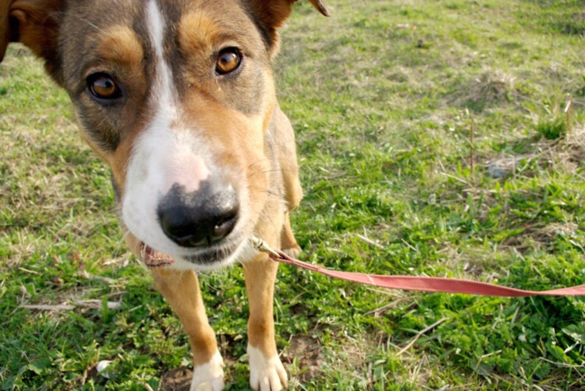 Австралийская овчарка-Акита